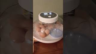 Incubating chicken eggs day 19 humidity problem [upl. by Maharva]