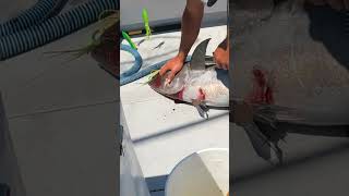 Most Humane Way To Kill A Tuna Best For Fish amp Preserves Meat shorts [upl. by Dion]