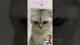 TEMPAT POOP MIAO BARU⁉️ cat funny pets funnycats comedy cats spidermanlucu comedyfilms [upl. by Atteragram]