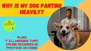 Why is my dog panting heavily  7 Illnesses that cause excessive panting in dogs [upl. by Jangro]