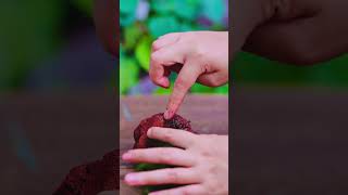 Tutorialhow to plant Polytrichum commune moss on a lava rock diy moss [upl. by Anilah]