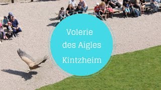 La Volerie des Aigles de Kintzheim Alsace [upl. by Yajeet]