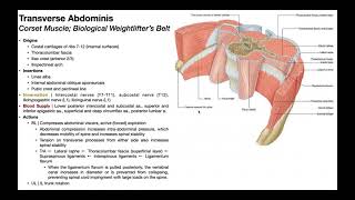 Transversus Abdominis  Structure amp Function Activation Tutorial [upl. by Anitsuj]