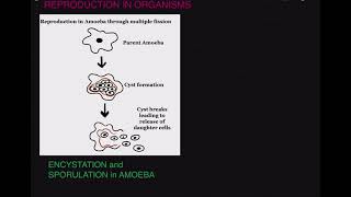 ENCYSTATION and SPORULATION in Amoeba [upl. by Adnof]