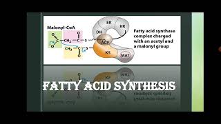 AsstProfPKGakkhad Fatty acid Synthesis TYBSc Metabolism MB343 Lec19 [upl. by Veriee]