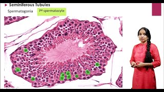 Histology of the Testes [upl. by Arten356]