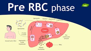 Plasmodium  Malaria Exoerythrocytic schizogony  Parasitology  Basic Science Series [upl. by Skylar]