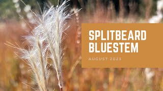 Splitbeard Bluestem  Plant of the Month [upl. by Itirp]