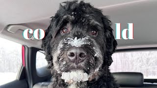 My bernedoodle enjoys the cold weather 20C [upl. by Trillby3]