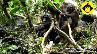 Grooming behaviors among wild female bonobos【Observations of Bonobos 193】 [upl. by Aehc]