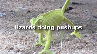 lizards doing pushups [upl. by Grimes]