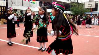 Baile mapuche [upl. by Einama]