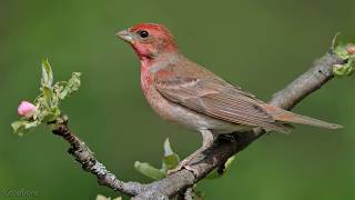 Голоса птиц Как поёт Чечевица обыкновенная Carpodacus erythrinus [upl. by Nennek]