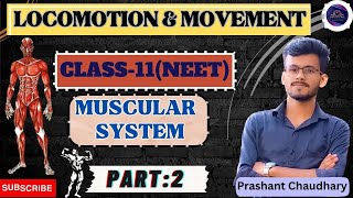 LOCOMOTION AND MOVEMENT  MUSCULAR SYSTEM  Anatomy of muscle  Part2  neet youtube motivation [upl. by Mignonne242]