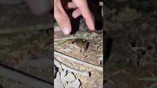 catching frogs flying funny  green frog  catch frogs jumping funny  viral frogs video [upl. by Ecirtnom]