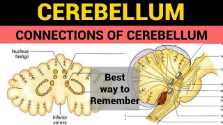 Cerebellum 3  Connections of Cerebellum [upl. by Ahsehat200]