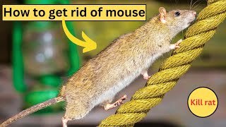 How To get rid of Rats At Home naturally kill mice and rats permanently 3 Easy Ways [upl. by Pamela171]