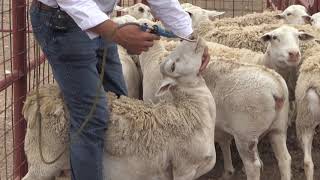 Reid Redden  Sheep amp Goat  Drenching for parasites [upl. by Dupin]