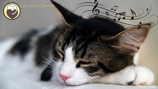 Music for Cats  Stress and Anxiety Relief  Cat Purring Sounds amp Soothing Sleep Music [upl. by Kilam]