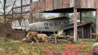 Lions Roaring at the Columbus Zoo [upl. by Kurland]