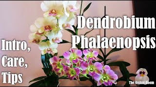 Dendrobium Phalaenopsis Orchids Intro to my Collection  Care Tips [upl. by Haskel885]