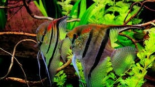 Riproduzione Pterophyllum Scalare [upl. by Hurst]