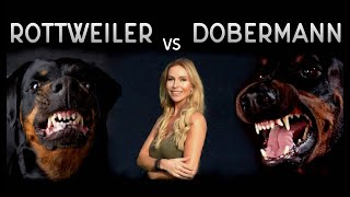 THE DOBERMAN VS THE ROTTWEILER  WHO IS FIERCEST [upl. by Aynwat]