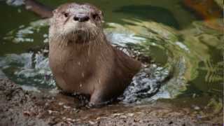 Molalla the Baby River Otter Learns to Swim [upl. by Dyoll]