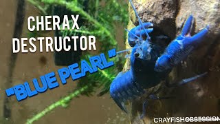 CHERAX DESTRUCTOR “BLUE PEARL” Blue Crayfish Yabby Abildus Care Information [upl. by Nnaeiluj865]