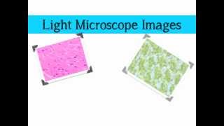 Comparing Microscopes [upl. by Aihcrop]