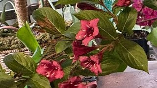 How to Prune Weigela for Maximum Bloom and Growth [upl. by Ativad]