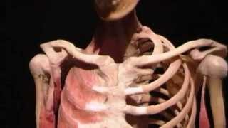 Body Worlds at the Singapore Science Centre [upl. by Nonaihr948]