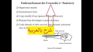 Biologie animal s2 Embranchement des Urocordés ou Tuniciers شرح بالعربية [upl. by Gargan]