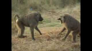 Baboon Fight during Uganda Safari [upl. by Zenger283]