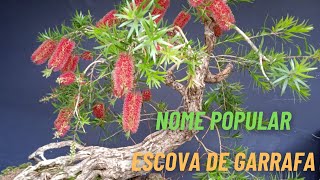 FLORAÇÃO BONSAI CALLISTEMON [upl. by Season385]