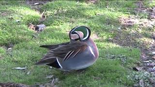 Baikal Teal 2 [upl. by Acenes]