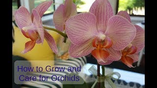 How to Grow and Care for Orchids [upl. by Liarret25]