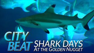 Shark Days at Golden Nugget in Las Vegas [upl. by Gerty]