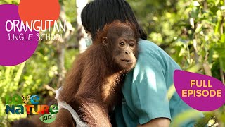 Handle with Care  Orangutan Jungle School 107 [upl. by Cnahc33]