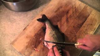 How to fillet a white perch [upl. by Gnaoh245]