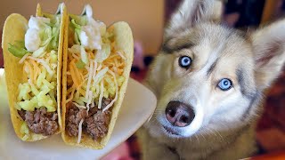 How to Make TACOS For Dogs  DIY Dog Treats 118 [upl. by Mcfadden908]