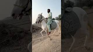 Athri Ghori sudhar Gaye  Talha Ghouri vlogs  border village secret  Ghouri farm house [upl. by Ludeman]