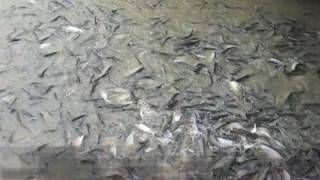 Siamensisde  Pangasius Welse beim Wassertaxistand am Chao Phraya  Bangkok [upl. by Rawdin]