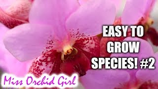 Orchid Species for beginners easy to care for 2  Oncidium Vanda Cattleya amp more [upl. by Thisbe]