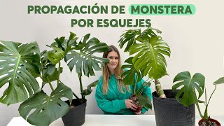 Propagamos una monstera a partir de gajos de una poda SÚPER FÁCIL [upl. by Meredith266]