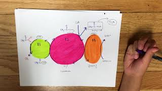 Pyruvate Dehydrogenase Complex [upl. by Neall]