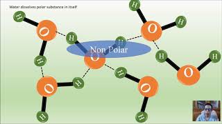 Hydrophobic and Hydrophilic Interaction in Biomolecules Animation [upl. by Andromede58]