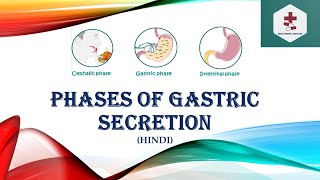 Phase of gastric secretion  Cephalic Phase  Gastric Phase  Intestinal Phase  Hindi [upl. by Jeffries]