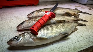 How to Fillet a Whitefish  COMMERCIAL QUALITY [upl. by Sevik470]