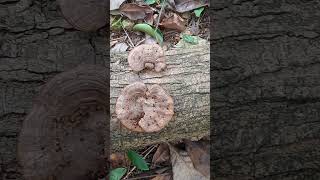 Beautiful and Amazing Fungus shortvideo nature fungus bukitpanjangn5park fungi Singapore [upl. by Gentilis]